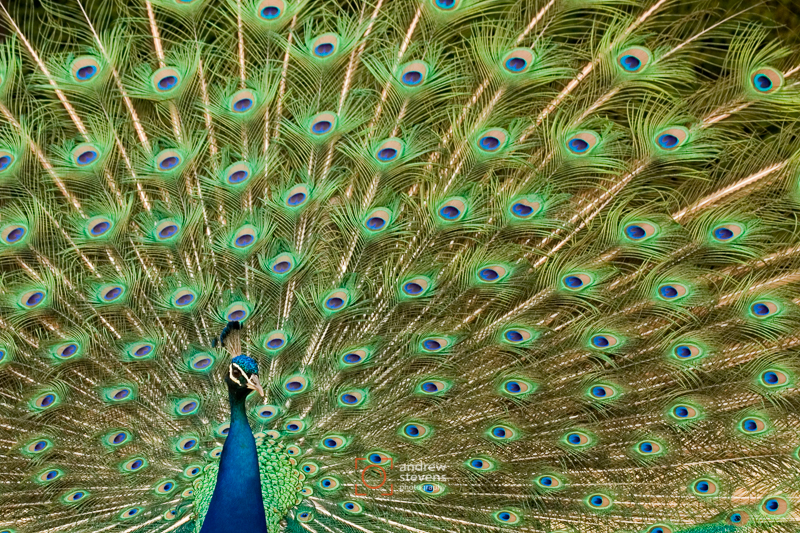 Peacock (asp06-4169)